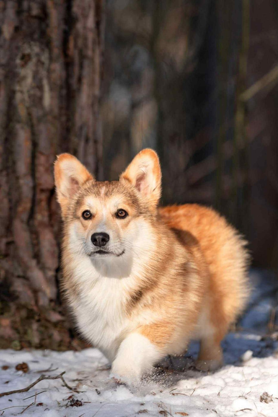 right hunter Keeper of the stars