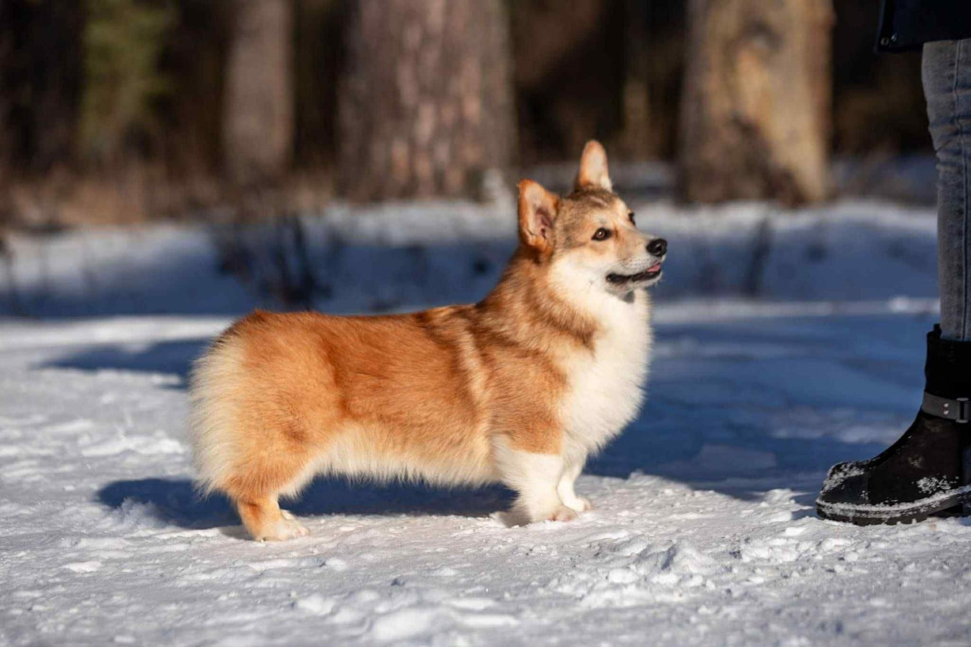 right hunter Keeper of the stars