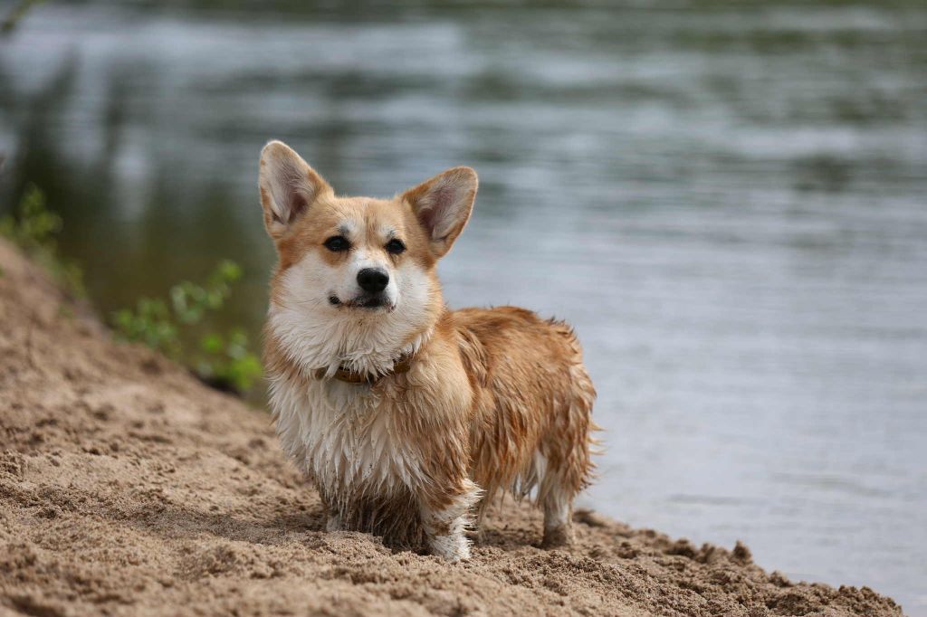 Shadow von gold sieg