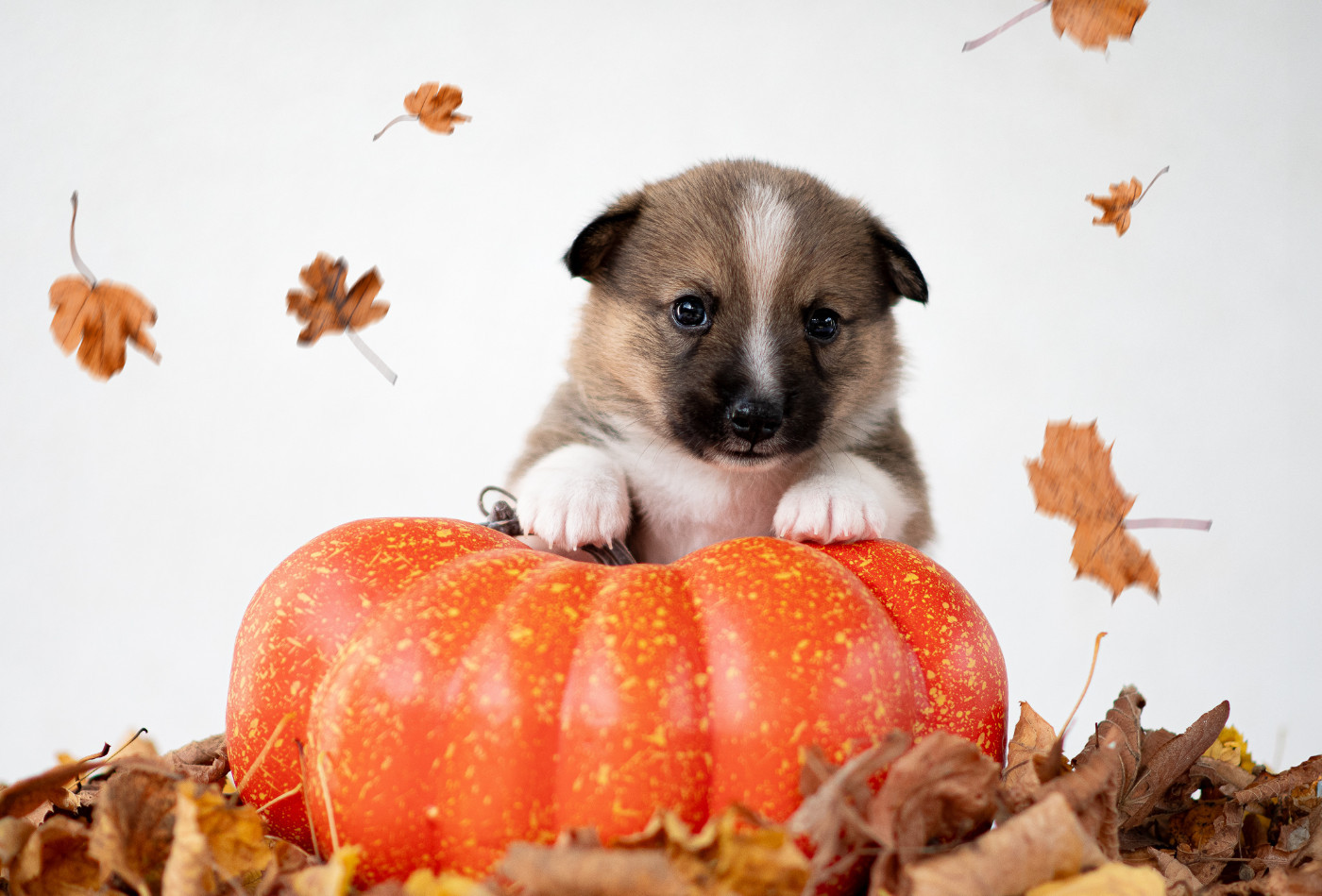 Aelwen Rune of Destiny