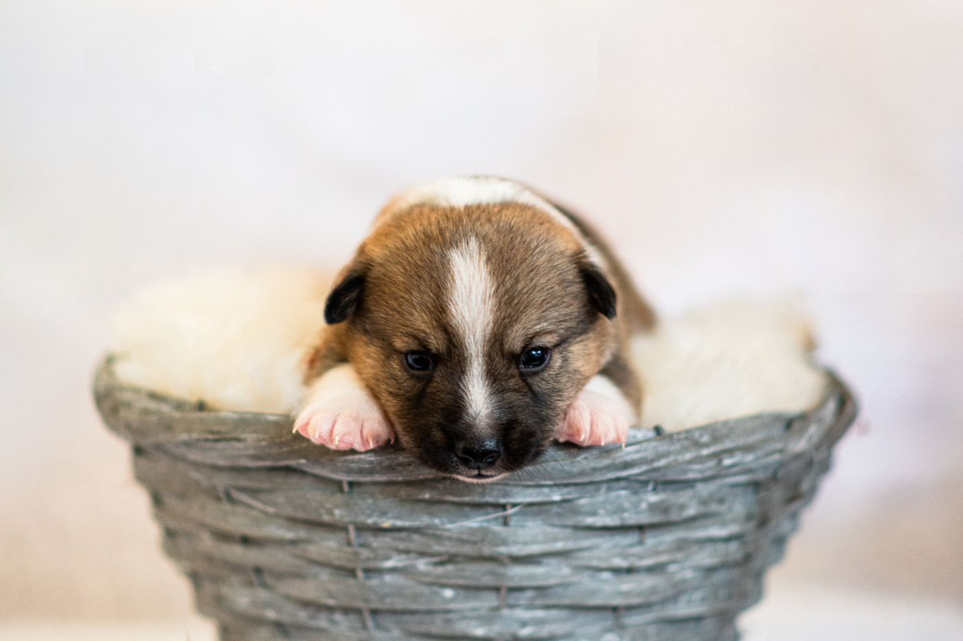 Aelwen Rune of Destiny