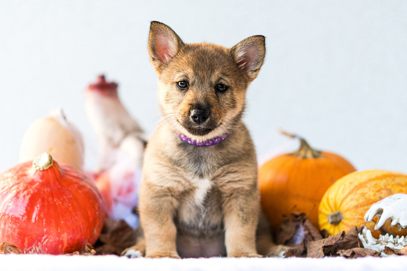 Åse Rune of Secrets