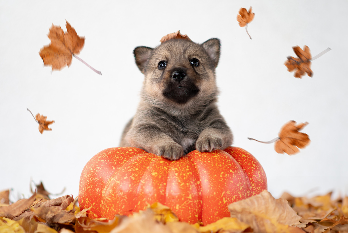 Åse Rune of Secrets