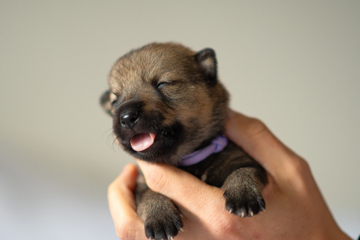 Åse Rune of Secrets