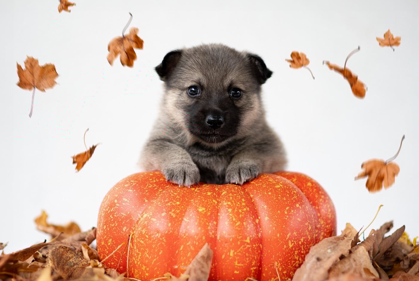 Astrid Rune of Dreams