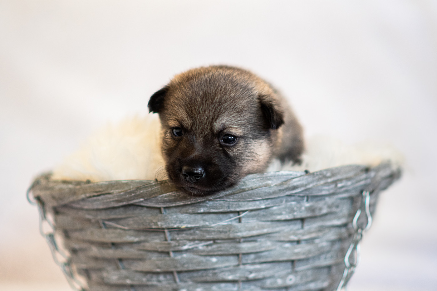 Astrid Rune of Dreams