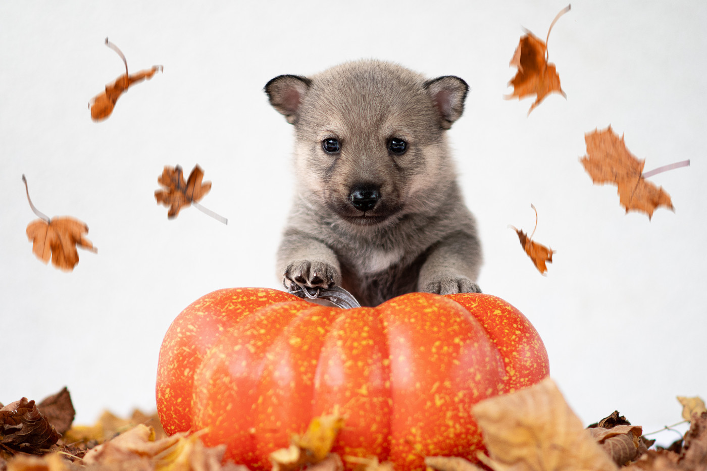 Aethwulf Rune of Eternity