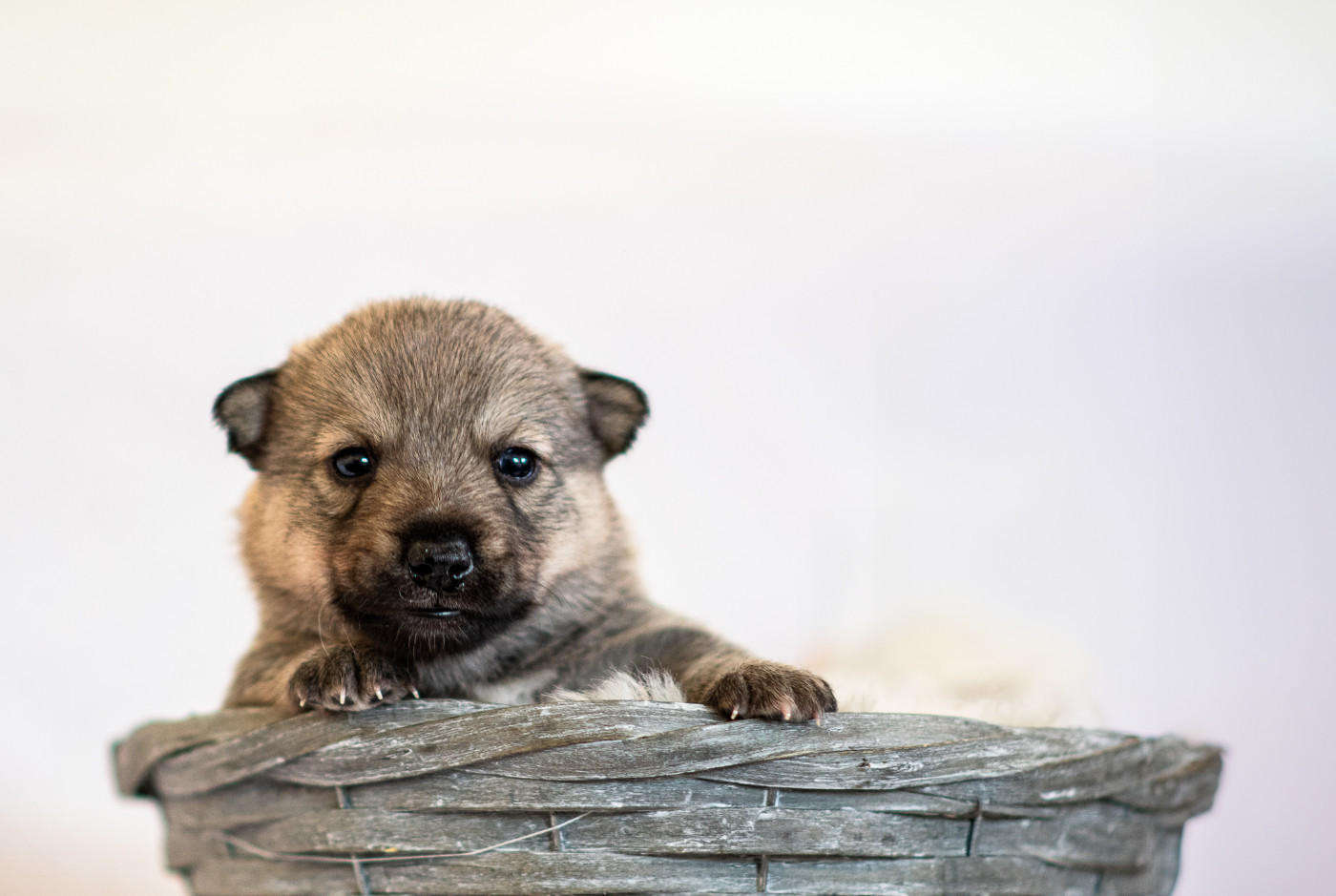 Aethwulf Rune of Eternity