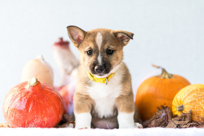 Les chiots de Spitz des Visigoths