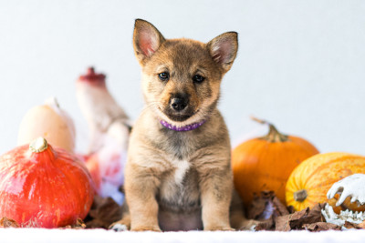 Les chiots de Spitz des Visigoths