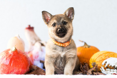 Les chiots de Spitz des Visigoths