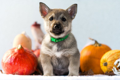 Les chiots de Spitz des Visigoths