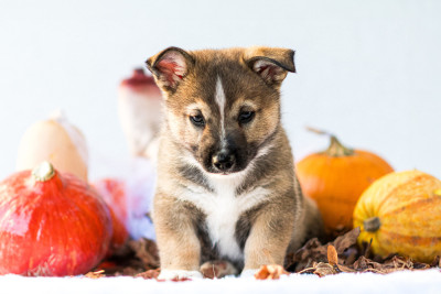 Les chiots de Spitz des Visigoths