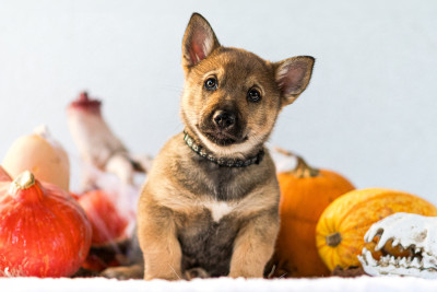 Les chiots de Spitz des Visigoths