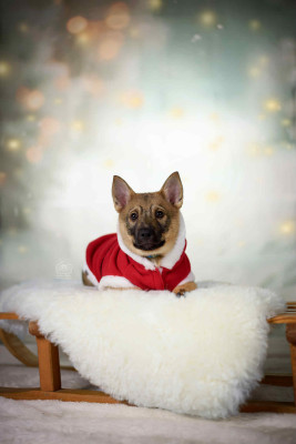 Les chiots de Spitz des Visigoths