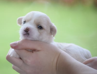 Les chiots de Chien chinois à crête