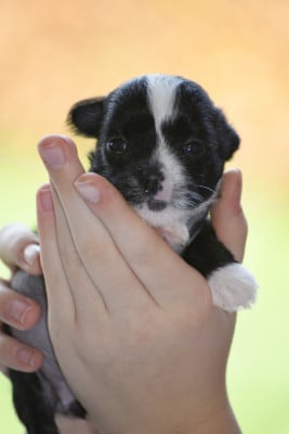 Les chiots de Chien chinois à crête