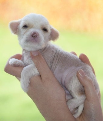 Les chiots de Chien chinois à crête