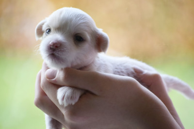 Les chiots de Chien chinois à crête