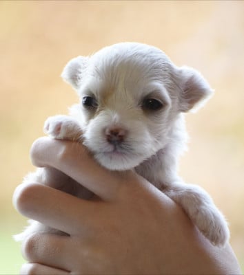 Les chiots de Chien chinois à crête