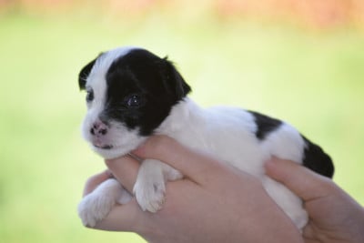 Les chiots de Chien chinois à crête