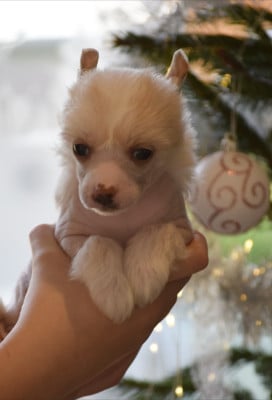 Les chiots de Chien chinois à crête