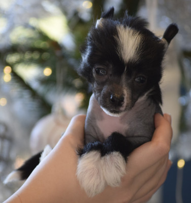 Les chiots de Chien chinois à crête