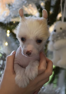 Les chiots de Chien chinois à crête