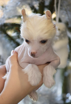 Les chiots de Chien chinois à crête