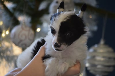 Les chiots de Chien chinois à crête