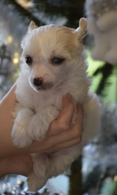 Les chiots de Chien chinois à crête