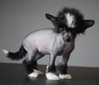 Les chiots de Chien chinois à crête