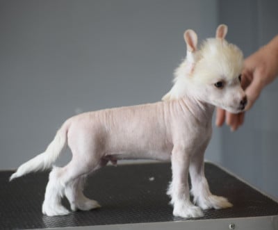 Les chiots de Chien chinois à crête