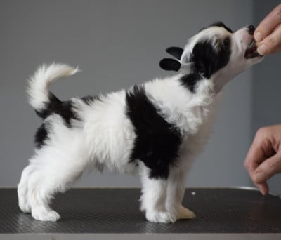 Les chiots de Chien chinois à crête