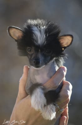Les chiots de Chien chinois à crête