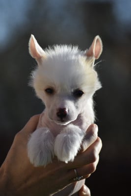 Les chiots de Chien chinois à crête