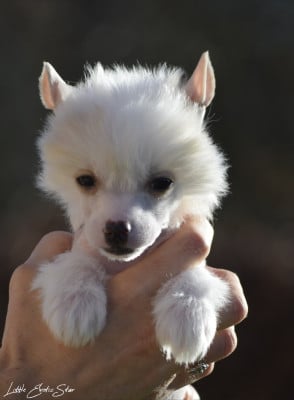 Les chiots de Chien chinois à crête