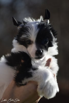 Les chiots de Chien chinois à crête