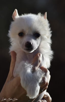 Les chiots de Chien chinois à crête
