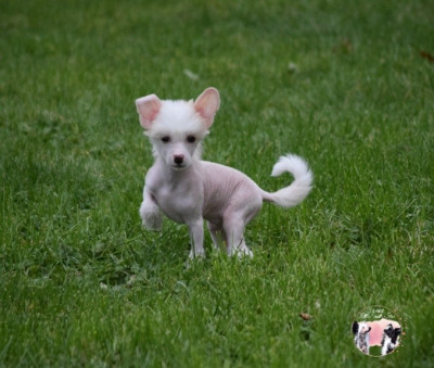 Les chiots de Chien chinois à crête