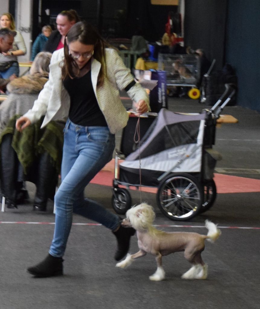 Shalimar Little Champs - 1er Excellent CACS