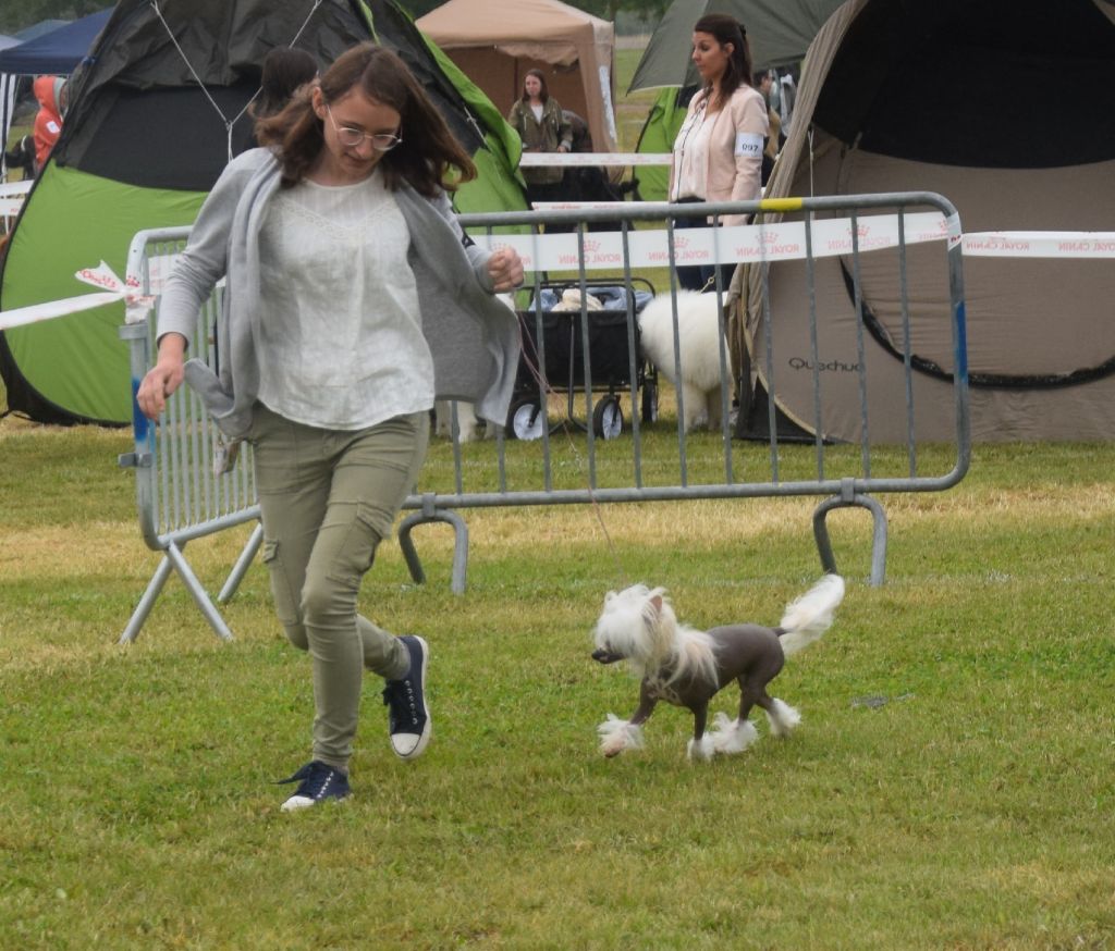 Shalimar Little Champs - 1ère Excellent