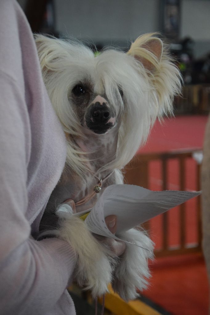 Shalimar Little Champs - 1ère Excellent - Meilleur Jeune