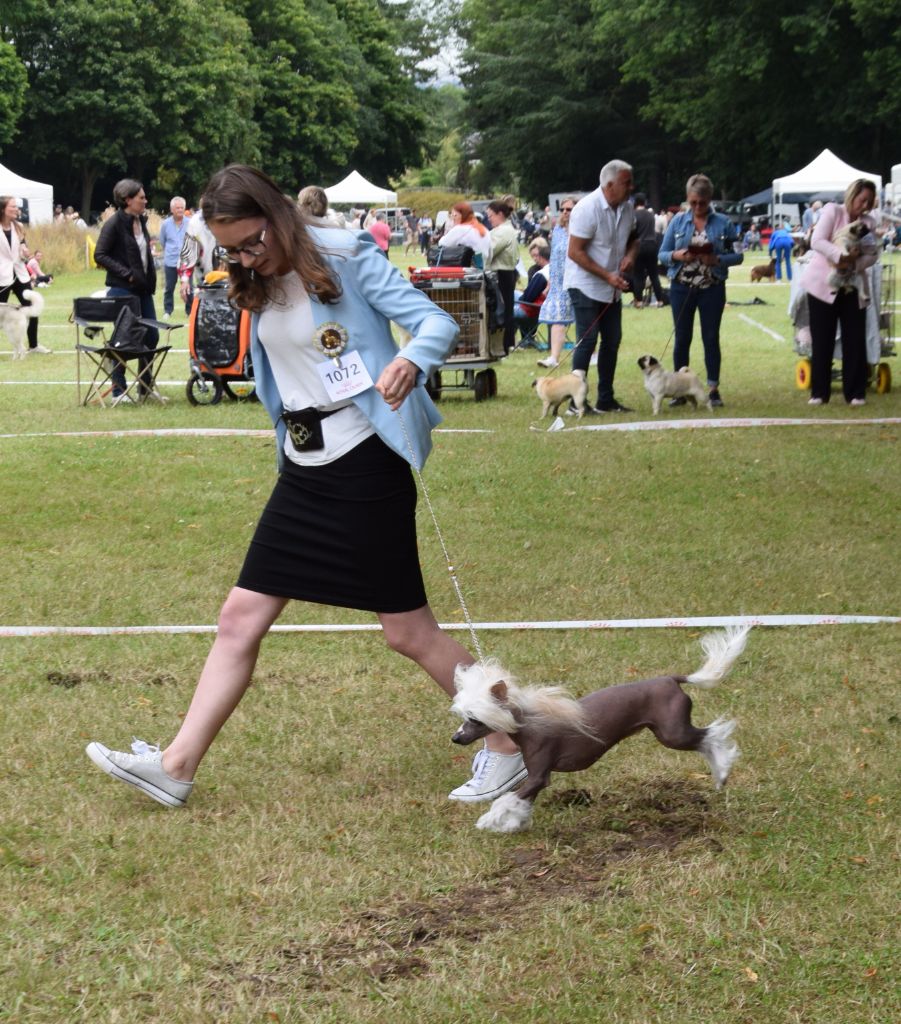 Shalimar Little Champs - 2ème Excellent