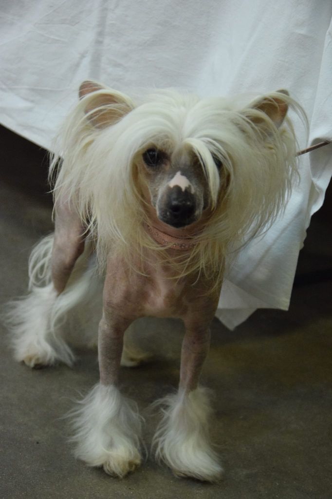 Shalimar Little Champs - 1ère Excellent - RCACS