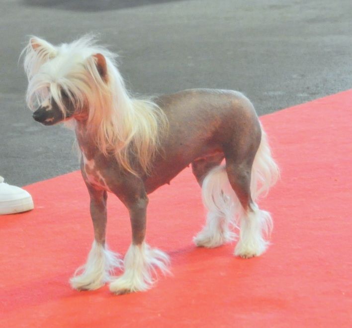 Shalimar Little Champs - 1ère Excellent RCACS