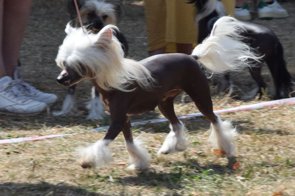 Shalimar Little Champs - 2ème Excellent