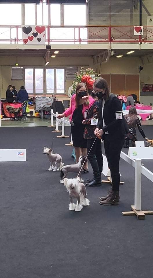 Shalimar Little Champs - Très Bon