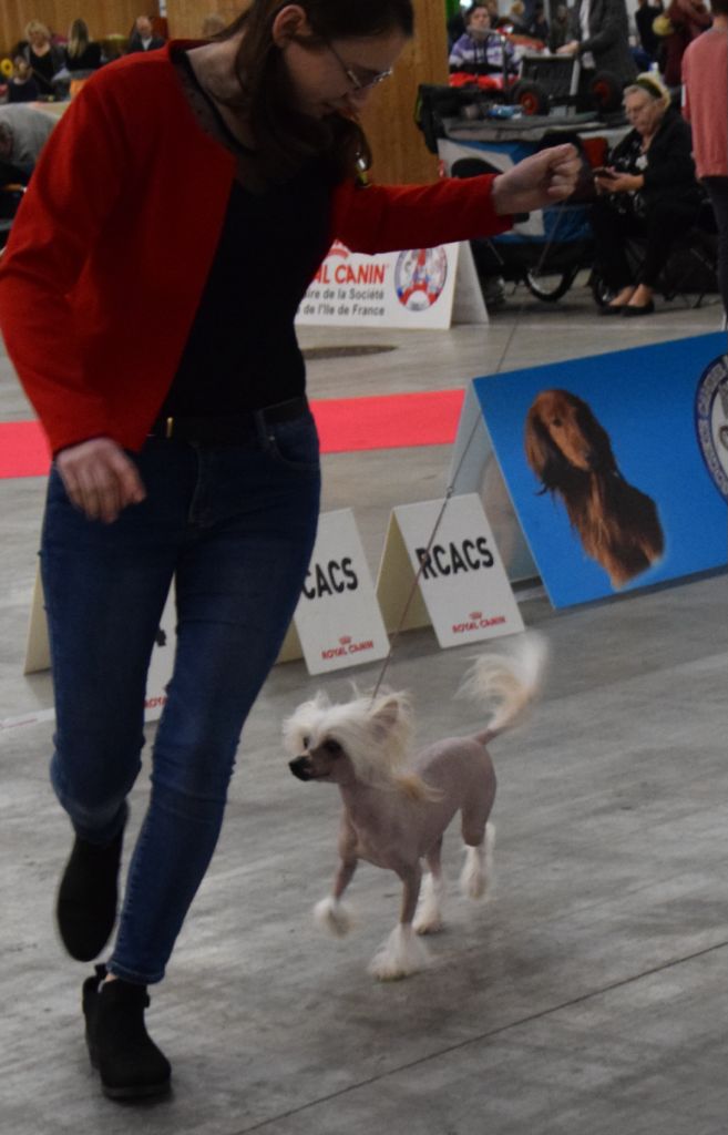 Shalimar Little Champs - 1er Excellent RCACS