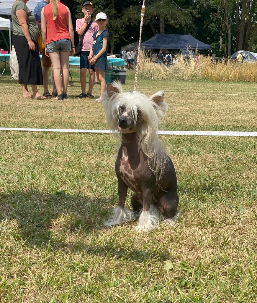 Shalimar Little Champs - 1er Excellent CACS